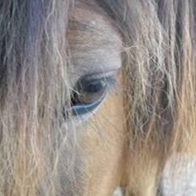 Hotel Ferme Equestre Les Chevaliers Penol Exterior foto